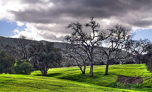 open field surrounded by trees with mountain background HD wallpaper
