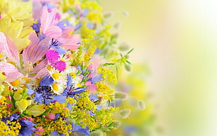 soft focus photography of pink and yellow flowers