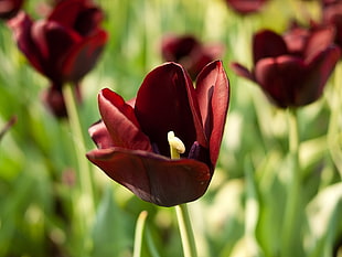 red Tulip field during daytime HD wallpaper
