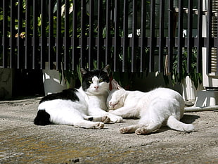 photo of white and black tabby cats lying on gray concrete flooring