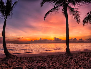 beach with palm trees during sunset