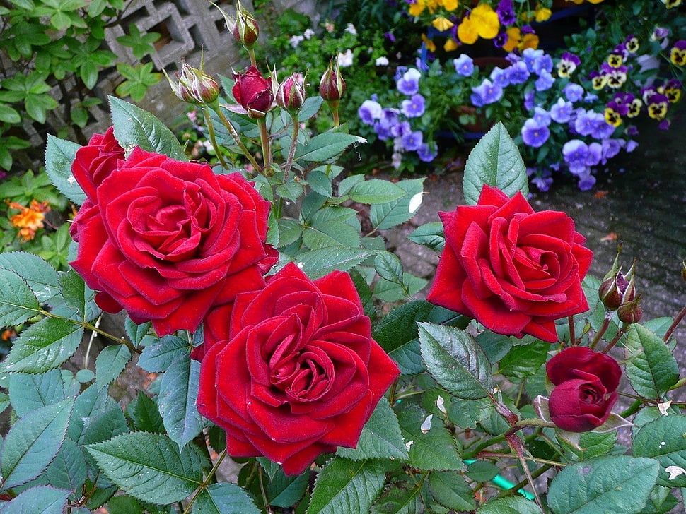 four red Rose flowers HD wallpaper
