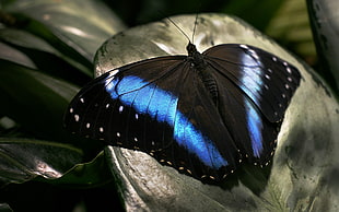 black and blue butterfly perch on leaf HD wallpaper