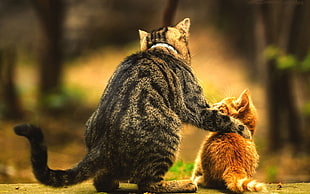 brown tabby cat and orange tabby kitten, baby, cat, blurred, love HD wallpaper