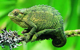 photography of green Chameleon on tree branch