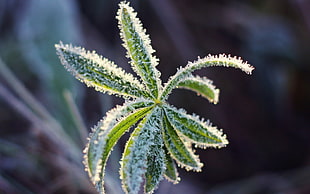 green plant in closeup photo