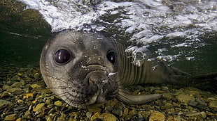 black seal, nature, animals, water, sea HD wallpaper