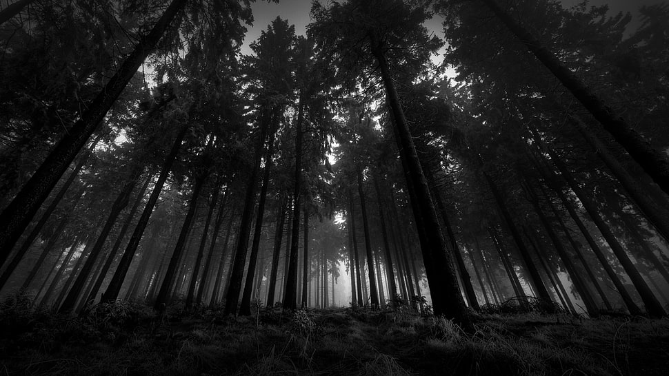 grayscale photo of trees, black, trees, nature, landscape HD wallpaper