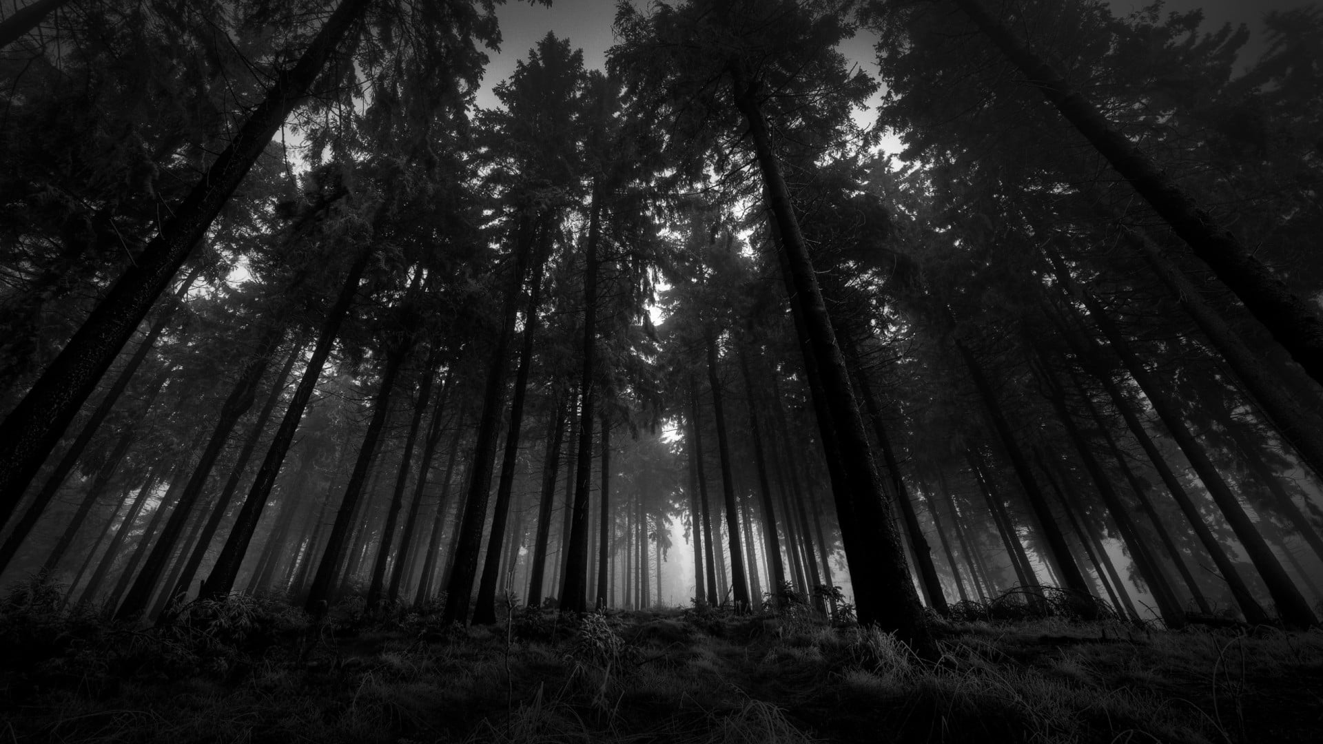 grayscale photo of trees, black, trees, nature, landscape