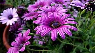 shallow focus of purple flowers HD wallpaper