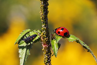 Ladybug nymph and Ladybug in selective focus photography, beetle, matsudo, chiba, japan HD wallpaper