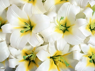 white and yellow flowers HD wallpaper