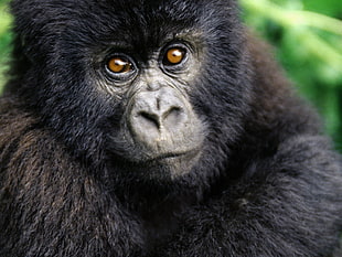 close up photo of a black gorilla