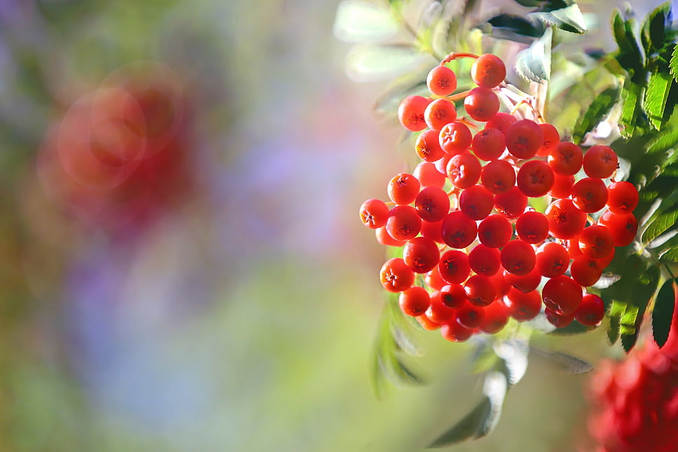 red berries, plants, fruit, macro HD wallpaper