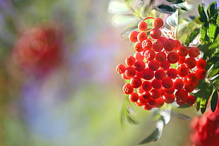 red berries, plants, fruit, macro