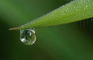 photography of a water drop in green leaf