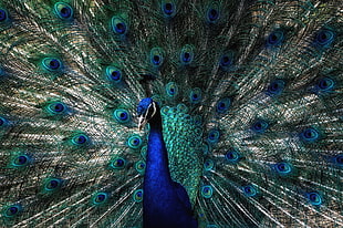 blue and green Peacock HD wallpaper