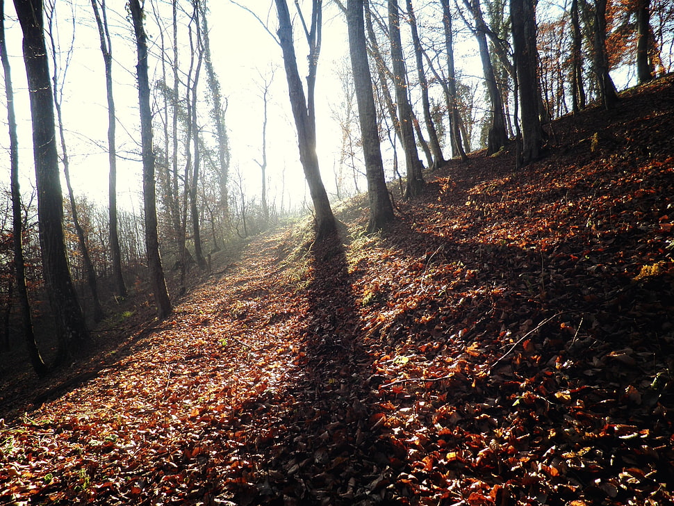 trees digital wallpaper, fall, trees, forest, nature HD wallpaper