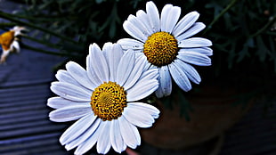 white daisy flower, Daisies, Flowers, Petals