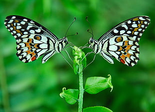 two white-and-black butterflies on leaf HD wallpaper