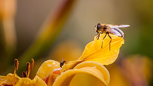 bee pollinating yellow petal flower HD wallpaper