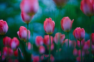 selective focus photo of pink flowers HD wallpaper