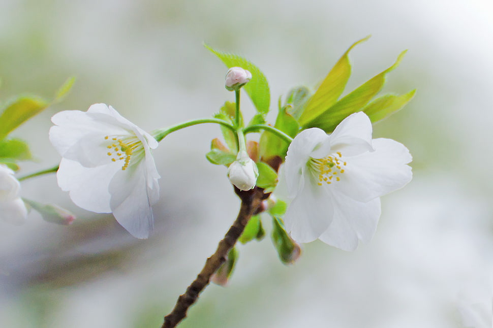 two white petaled flowers on selective focus photography HD wallpaper