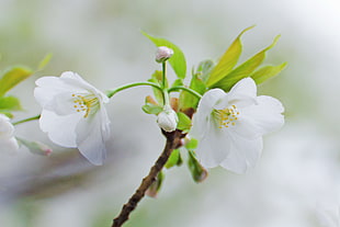 two white petaled flowers on selective focus photography