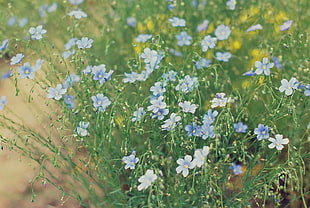 bed of blue petal flower