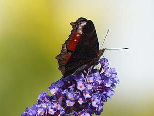 black, red, and gray butterfly
