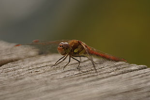 brown dragonfly HD wallpaper
