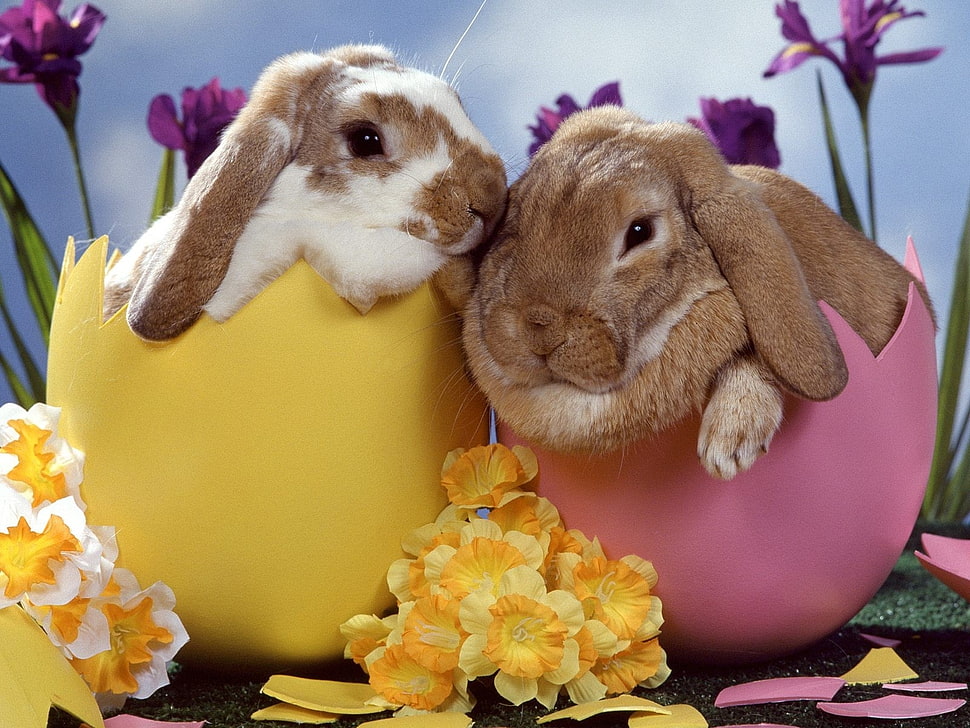 brown and white bunnies HD wallpaper