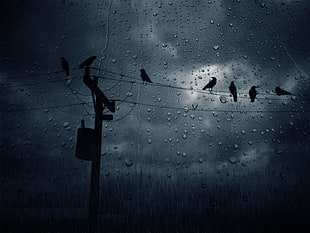 photo of crows from inside the car view on electric wire under the dark sky in a rainy day