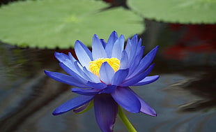 purple Lotus flower at daytime