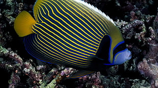 yellow and black striped fish