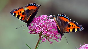 two Monarch butterflies HD wallpaper