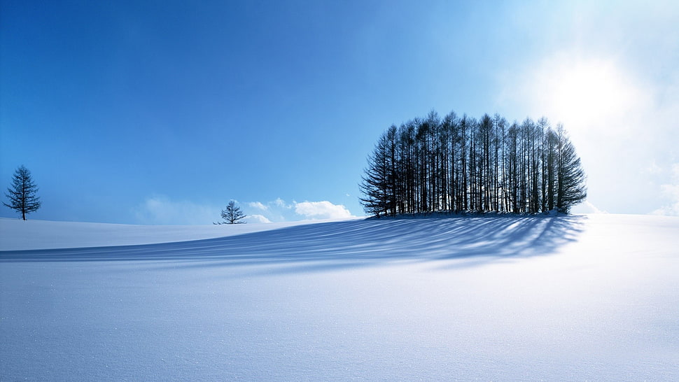pine trees, winter, snow, trees, nature HD wallpaper