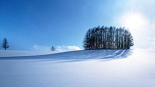 pine trees, winter, snow, trees, nature