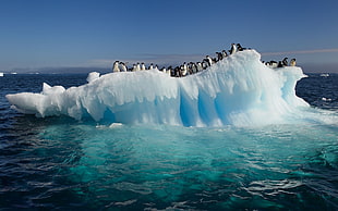 penguin colony on white ice berg
