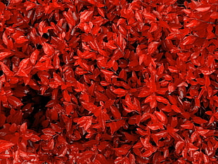 red leaves, nature