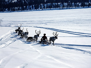 man on a sleigh led by deers HD wallpaper