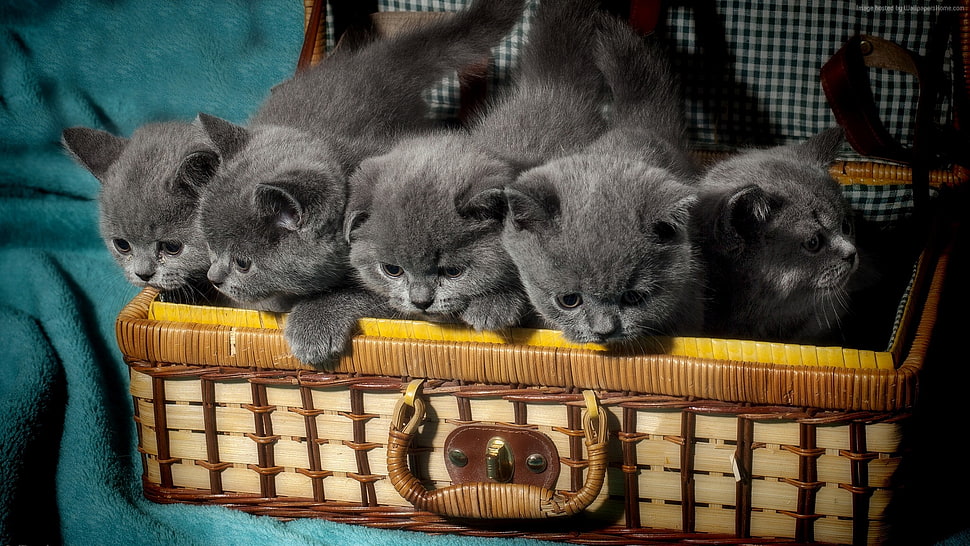 five Russian blue kittens on basket HD wallpaper