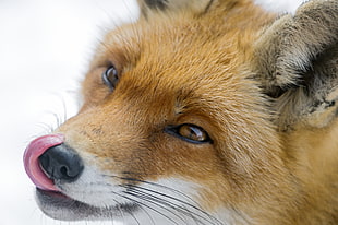 closeup photo of brown Fox