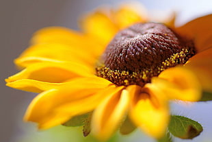 closeup photo of yellow Collarette Dahlia flower HD wallpaper
