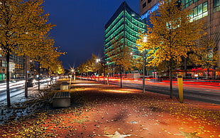 brown leaf trees, city, Berlin, fall, street light