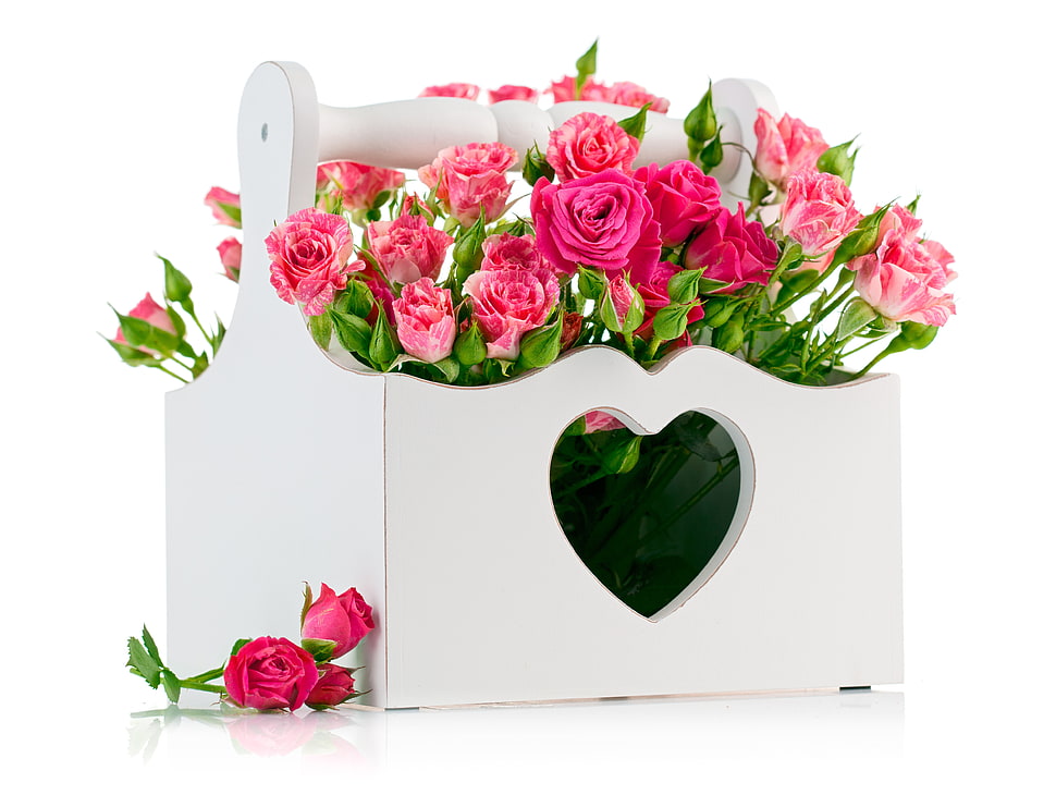 red and pink flower illustration HD wallpaper