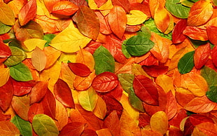 green, orange, and red ovate leaves
