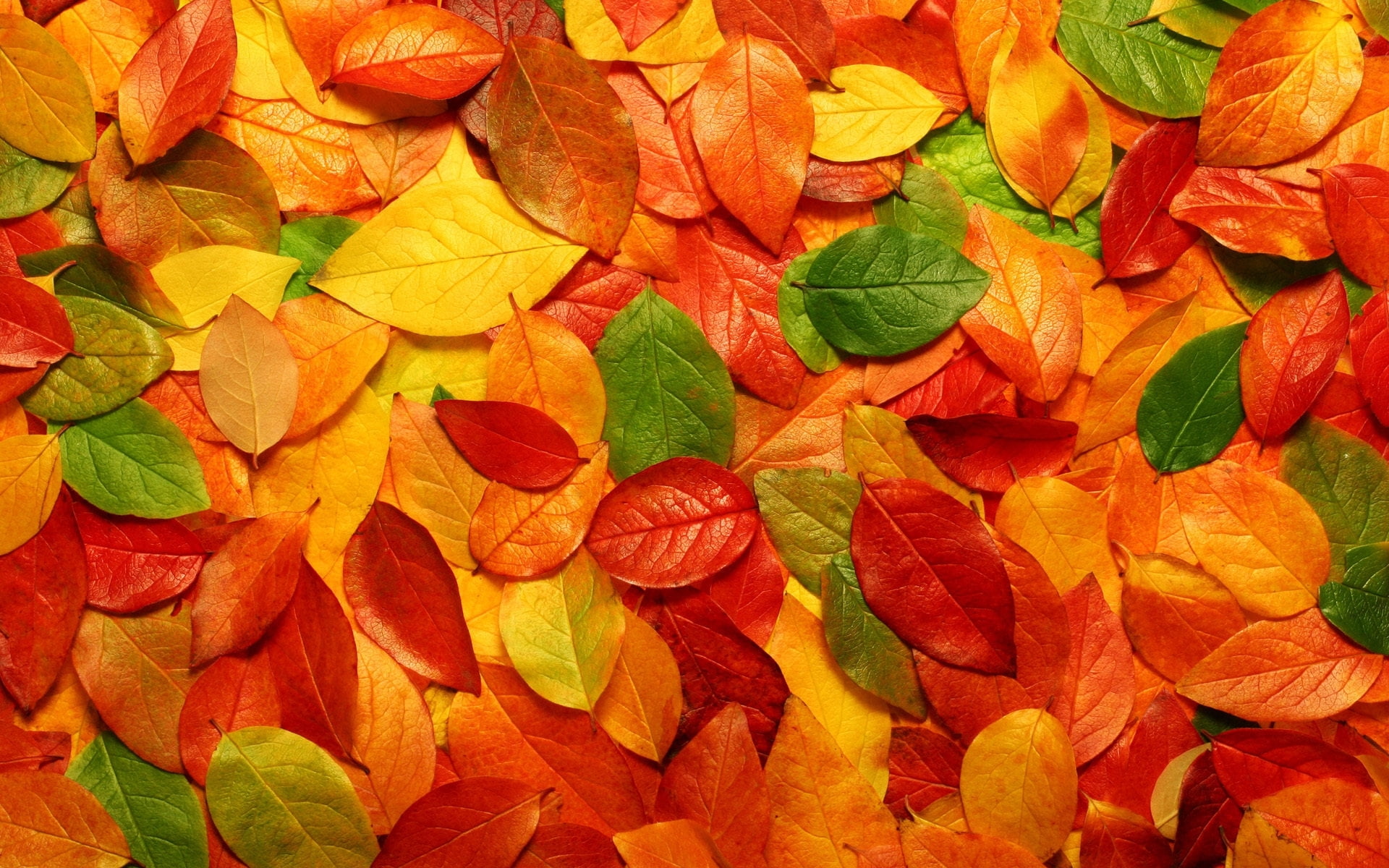 Green, orange, and red ovate leaves HD wallpaper | Wallpaper Flare