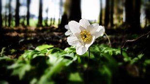 shallow focus photography of white flower HD wallpaper