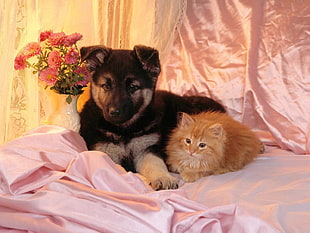 black short-coat dog with a cat